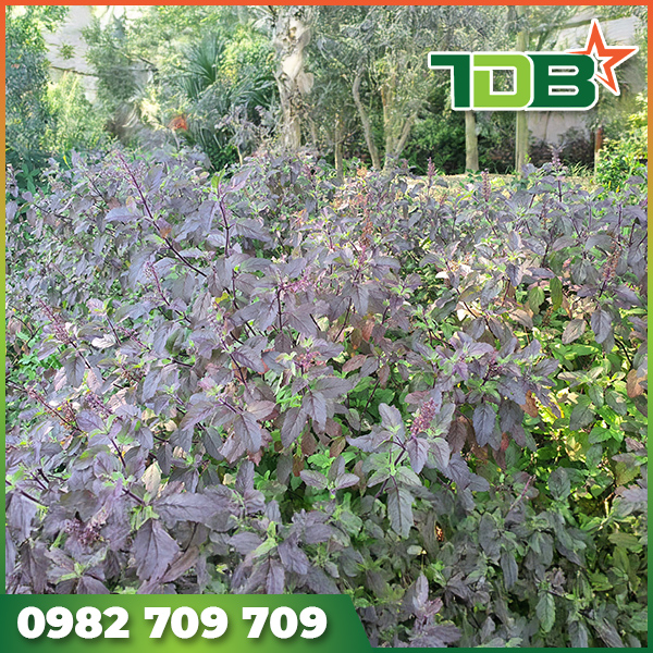 Cây giống hương nhu tía